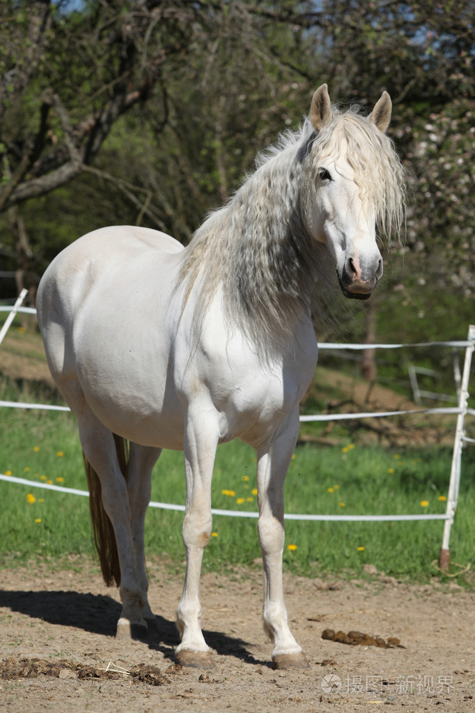 安达卢西亚马在春天长头发