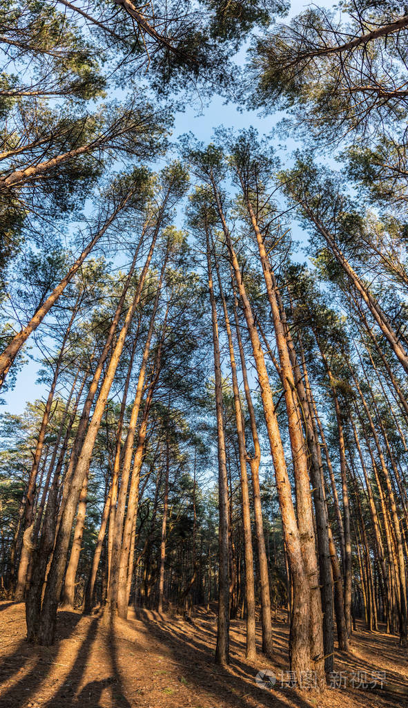 仰望天空在春天森林