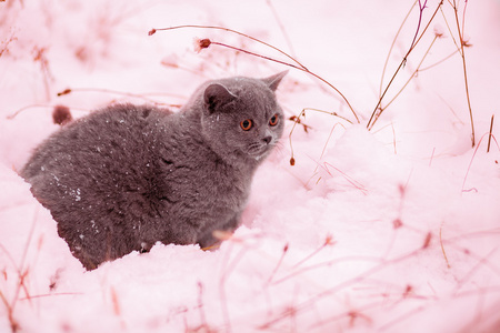 走在雪花中的小猫