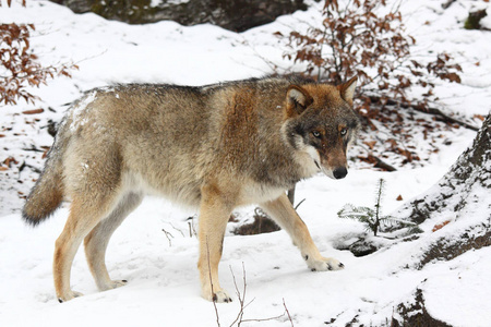 野狼掉进雪照片