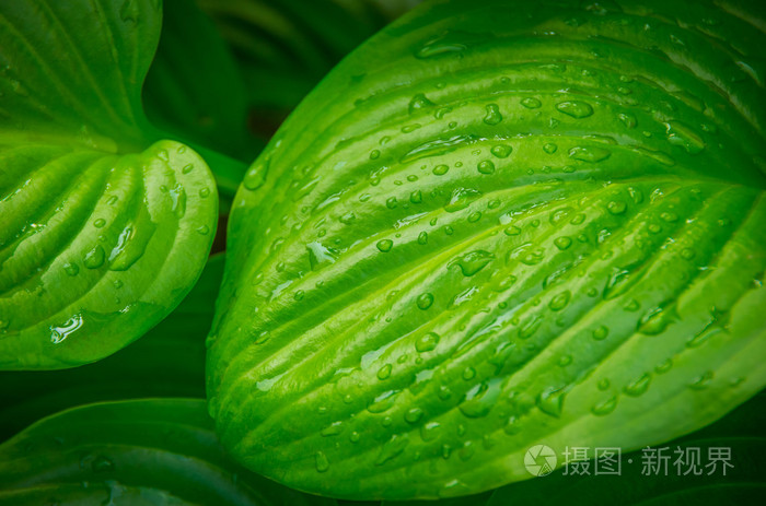 绿色的树叶，在丛林中的一朵花