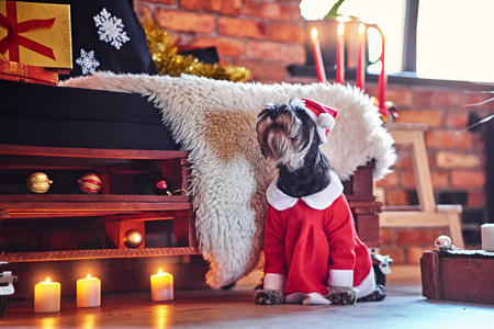 雪纳瑞狗穿着圣诞衣服