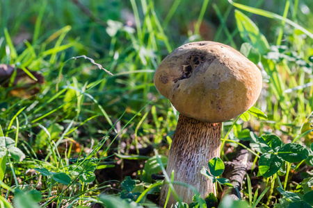 在森林的绿色草地上的美丽蘑菇