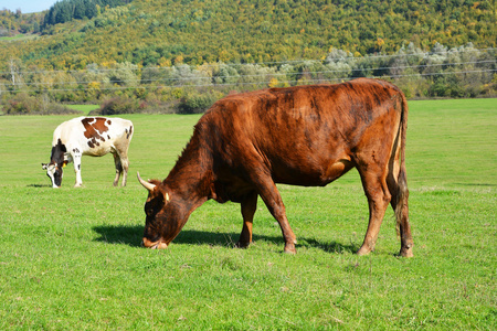 在一片绿色的草地上吃草的母牛