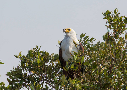 在树上 Isimangaliso 湿地公园鹰非洲鱼