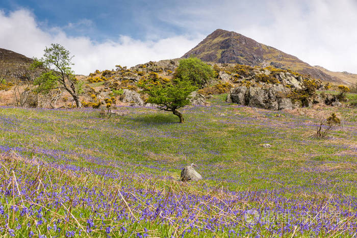 风铃草和whiteless 派克在rannerdale 中英语西湖区照片 正版商用图片0dqwop 摄图新视界