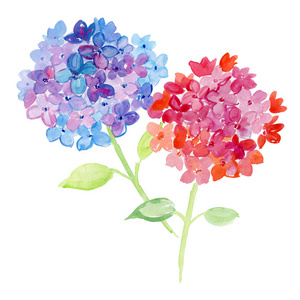 绣球花的插图图片-绣球花的插图素材-绣球花的插图插画-摄图新视界