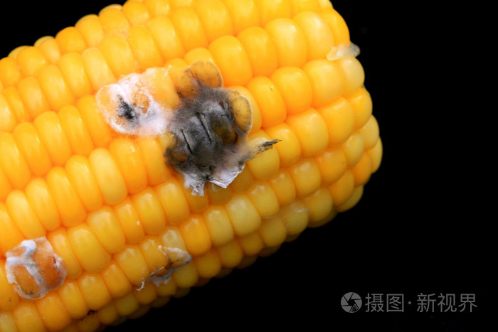 玉米烂在黑色背景上