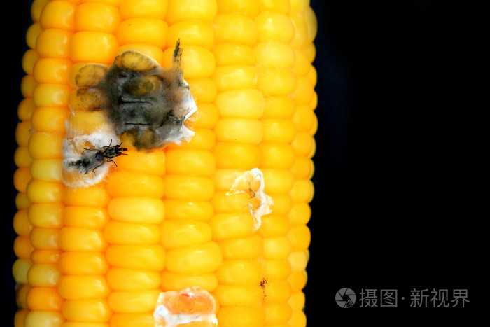 玉米烂在黑色背景上
