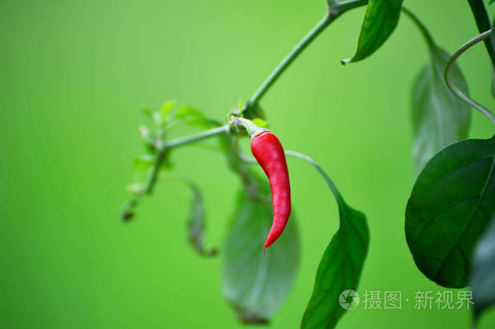 红辣椒辣椒树上