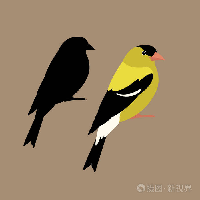 美洲金翅雀矢量插画风格平