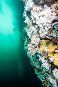 在加拿大不列颠哥伦比亚省的水肺潜水