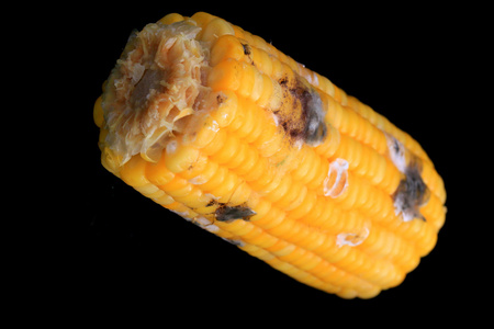 玉米烂在黑色背景上照片
