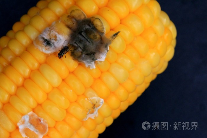 玉米烂在黑色背景上