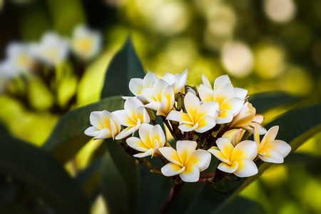 普卢梅里亚Frangipani