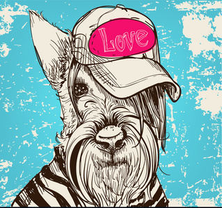 可爱的苏格兰梗的肖像照片