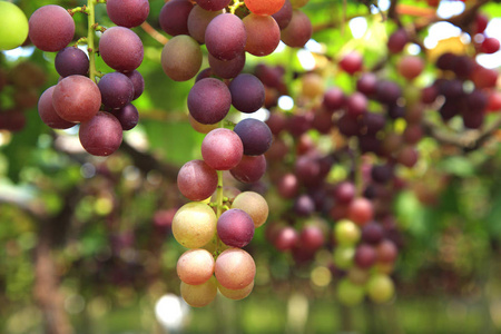有机栽培的葡萄在树枝上