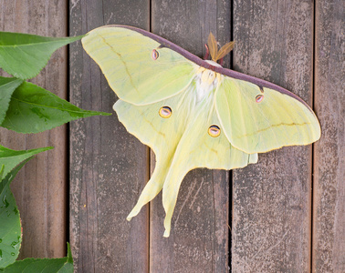 luna 蛾 actias luna