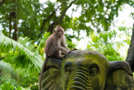 猕猴一只猴子，猴子森林，印度尼西亚巴厘岛