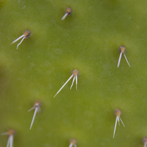 荆棘  仙人掌植物宏观上的穗状花序