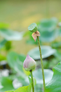 花莲花花美丽的自然颜色