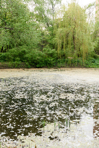 公园里杂草丛生的池塘和垂柳