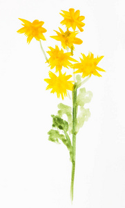 菊花花手绘在白纸上图片