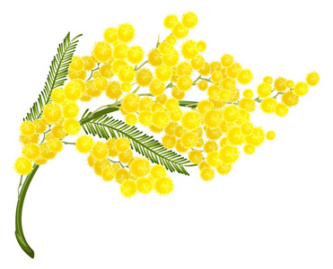 黄色含羞草花。妇女节的含羞草花象征