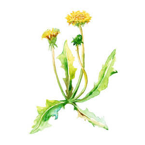 黄色蒲公英关门图片-黄色蒲公英关门素材-黄色蒲公英关门插画-摄图新