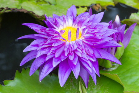 紫色睡莲命名暹罗国王或查龙关照片