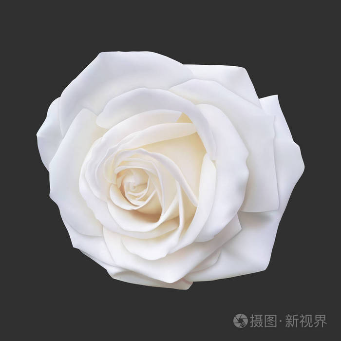 现实的白玫瑰,矢量图