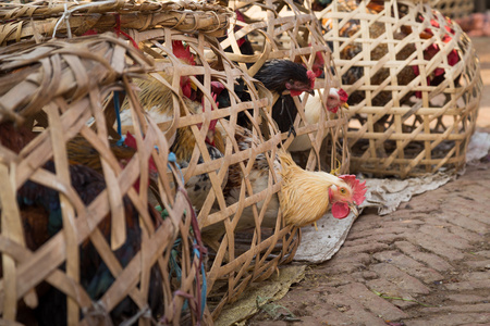 尼泊尔在木笼子里的鸡