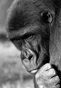 一只大猩猩，伟大的灵长类动物