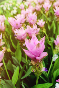 美丽绽放花朵在泰国暹罗郁金香图片