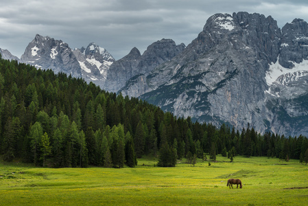 马在草地上中白云岩