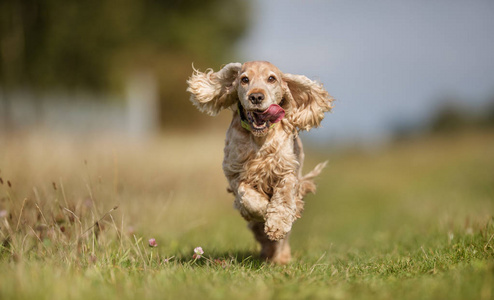 可卡犬狗