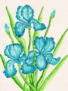 三个蓝色鸢尾花