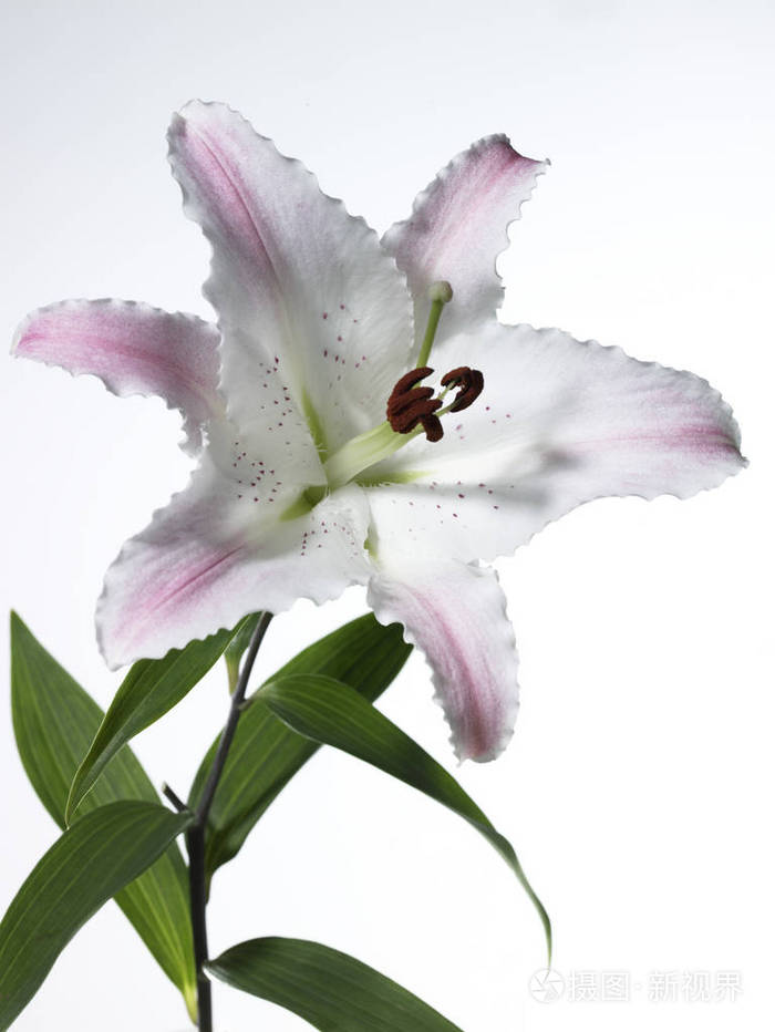 令人惊异的百合花