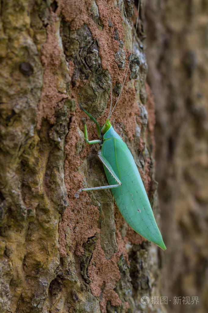 蚱蜢在树上的叶子