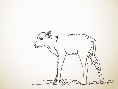 手的小牛的素描画照片