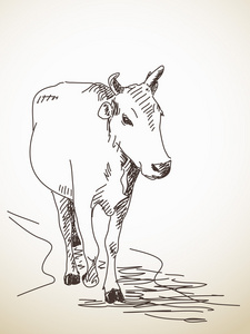手的牛的素描画