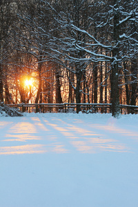 明亮的橘黄色的夕阳之间在雪地里的树