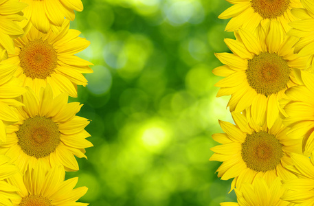 对阳光的向日葵花海图片