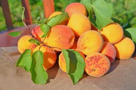 成熟的鲜杏