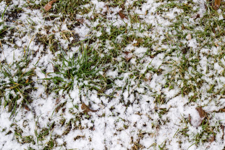 在雪中草