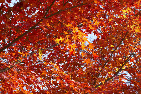 秋季槭树