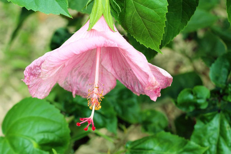 月季花在自然图片