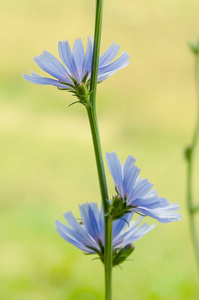 大自然中的菊苣花朵