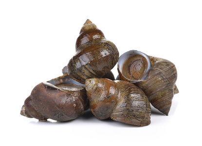 田螺巨大的非洲田螺巨大的非洲田螺推荐排序热门下载最新上线精品全部