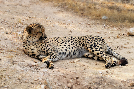 liggande cheetah躺在猎豹